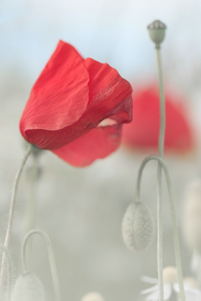 076 - Lichtvast Diest - Luc De Smet - In Flanders Fields